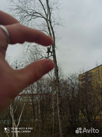 Спил, кронированние, лечение деревьев, арбористика