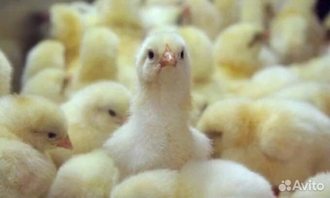 Цыплята бройлера