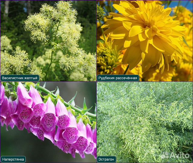 Многолетние растения