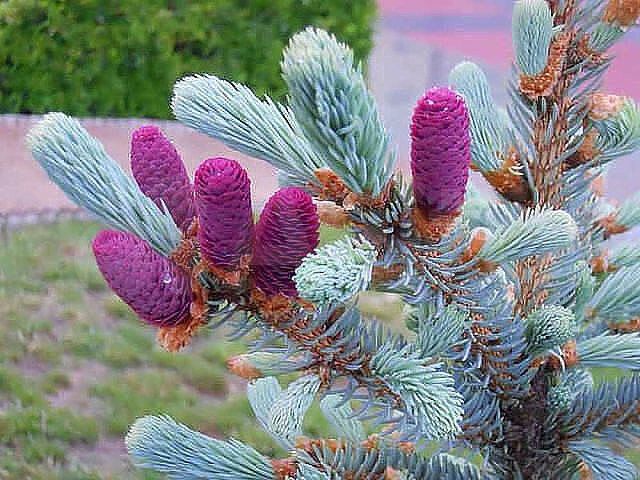 Участок 9,5 сот. (СНТ, ДНП)