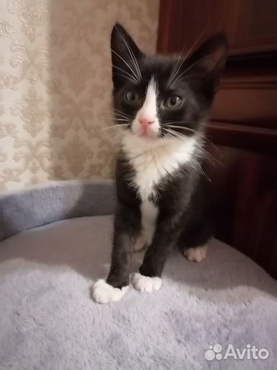 Отдам котенка