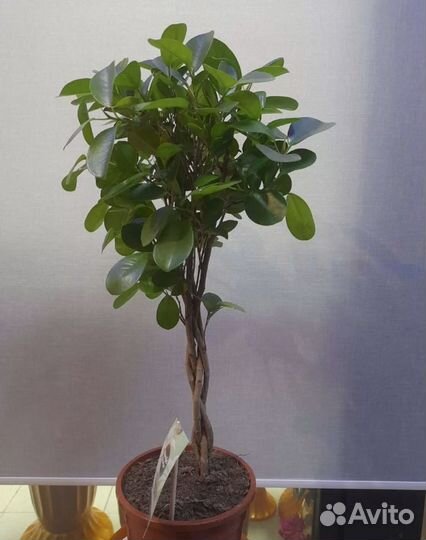 Фикус microcarpa moclame
