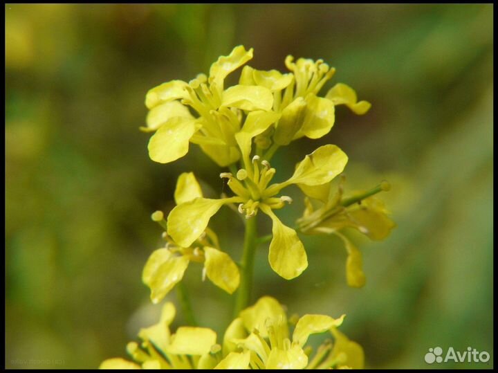 Горчица Желтая, семена от производителя