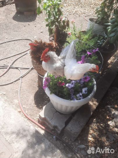 Малазийская серама