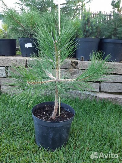 Саженцы сосны чёрной