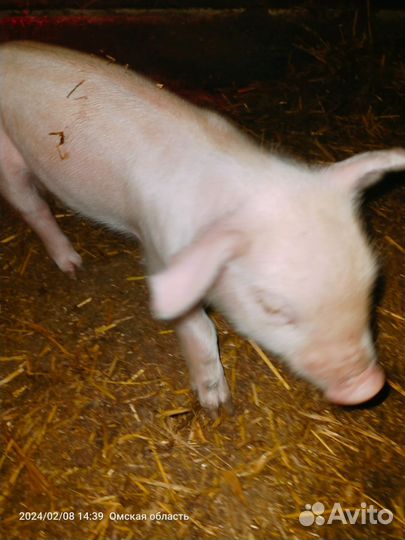 Поросенок ландрас mini pig мини пиг