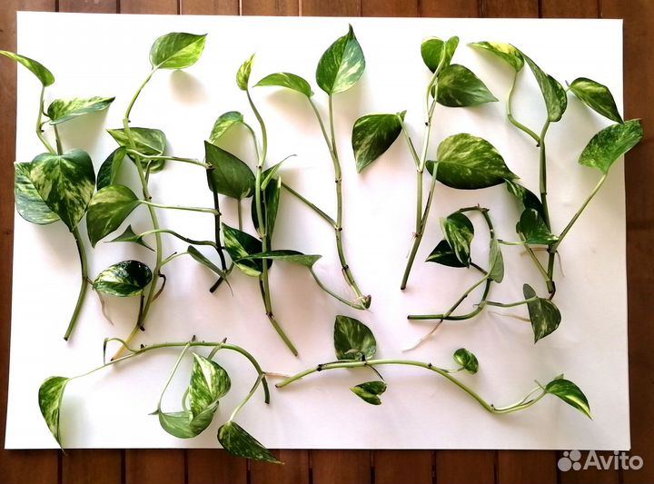 Эпипремнум ауреум, сциндапсус, комнатные цветы