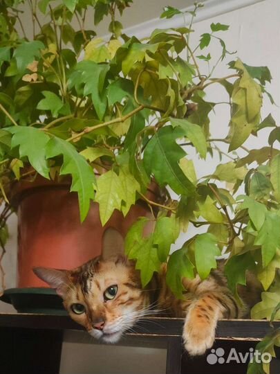 Бенгальская кошка