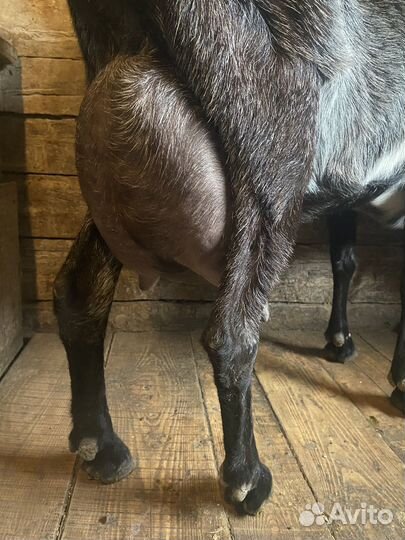 Козочки и козлики нубийские