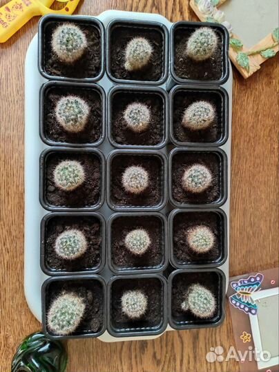 Кактуса детки