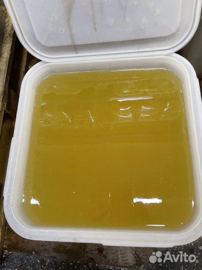 Донниковый свежий натуральный мёд Качка 2023г Опто