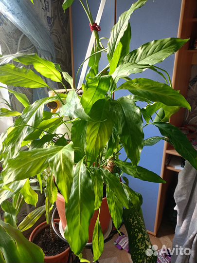 Спатифиллум