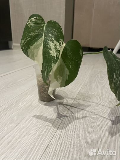 Монстера альба