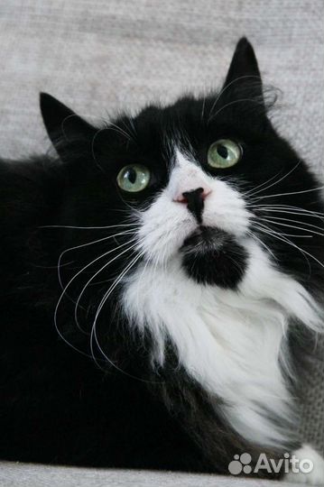 Кот Арчи около 4,5 -5 лет