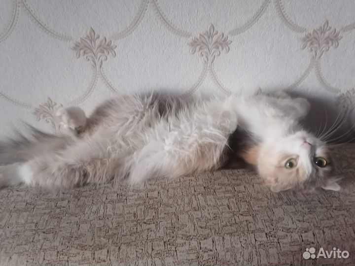 Кошка