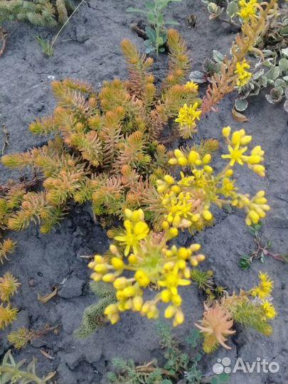 Продажа седума