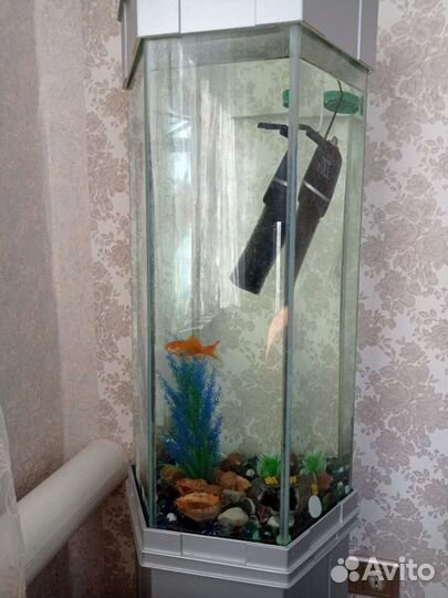 Аквариум