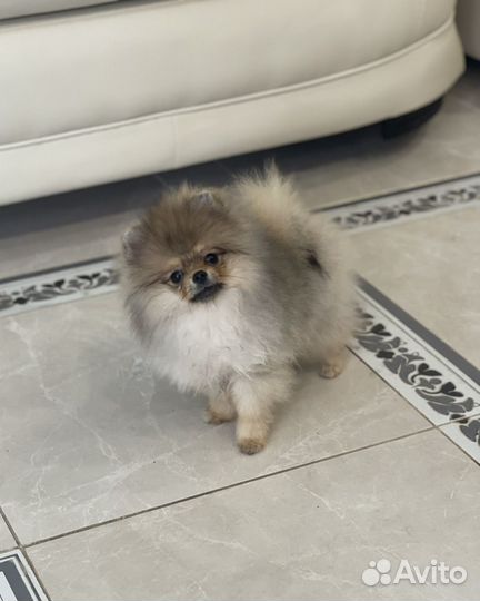 Померанский шпиц