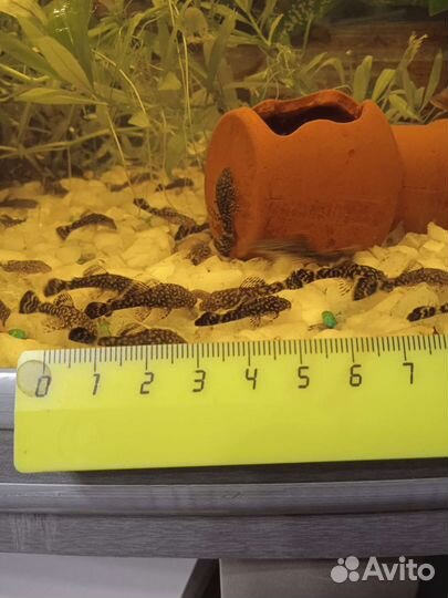 Сом анциструс