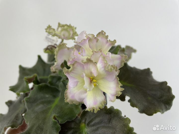 Фиалка детки и пасынки химер