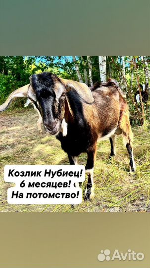 Коза нубийская