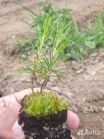 Сеянцы сосны зкс оптом