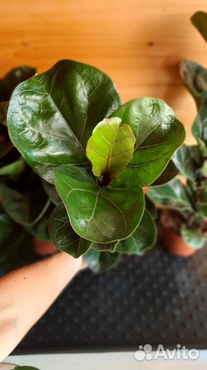 Цветок в подарок (Фикус Лирата Бамбино)