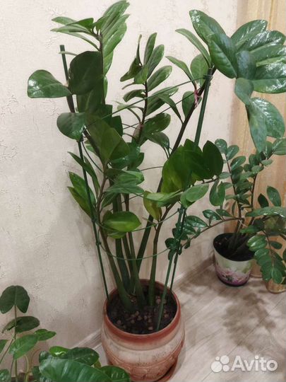 Замиокулькас