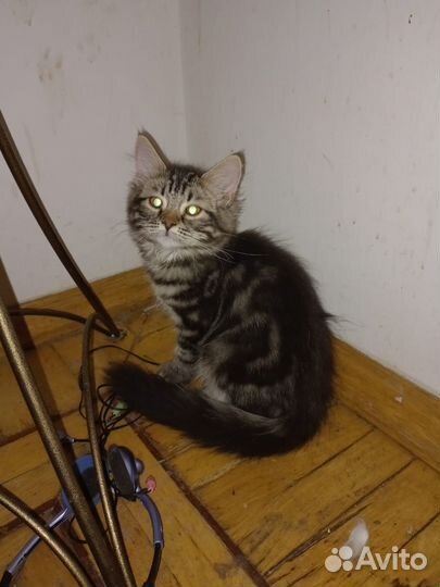 Котята мейн-кун метис