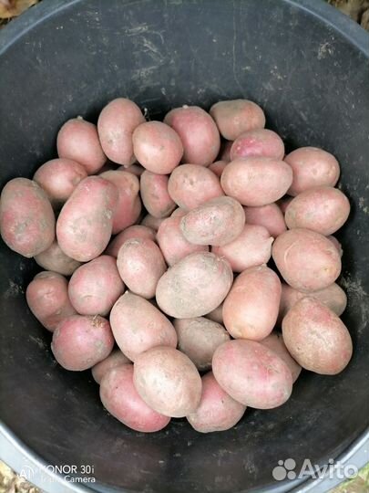 Продам картофель