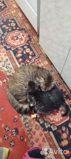 Отдам котят в добрые руки