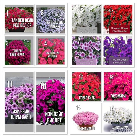 Петуния на доставку