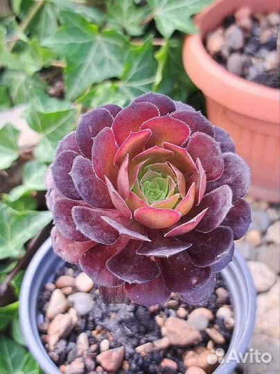 Эониум шварткин