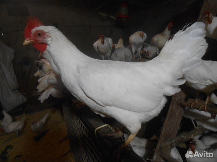 Инкубационное яйцо Леггорн белый/далматинец