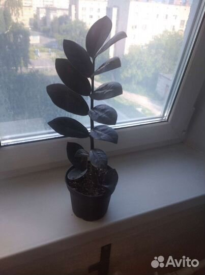 Черный замиокулькас