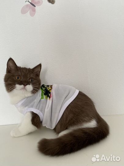 Британский котёнок шоколад биколор