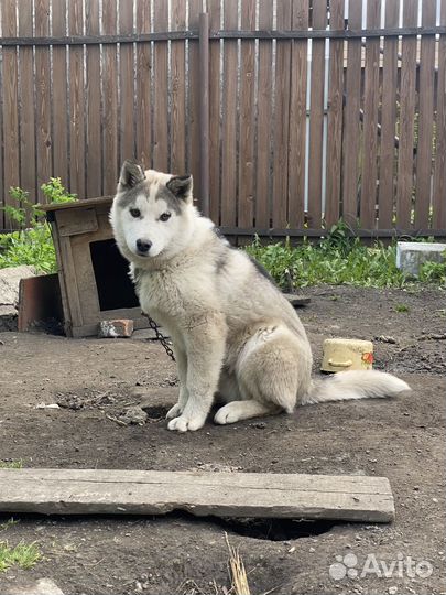 Хаски в добрые руки