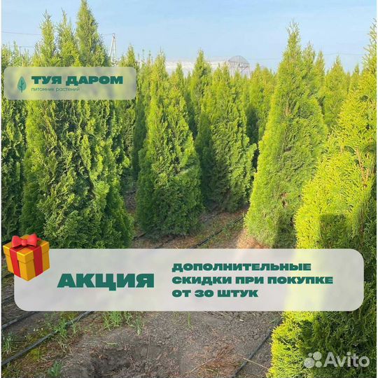 Туя из питомника