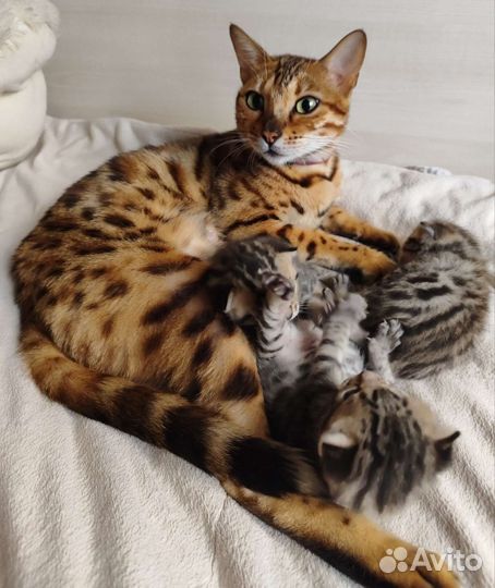 Бенгальские котята