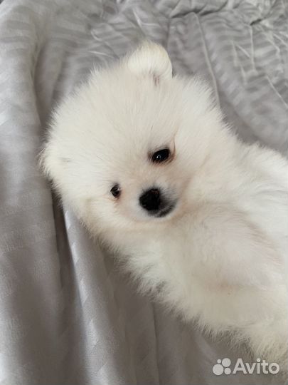 Щенки шпица мини