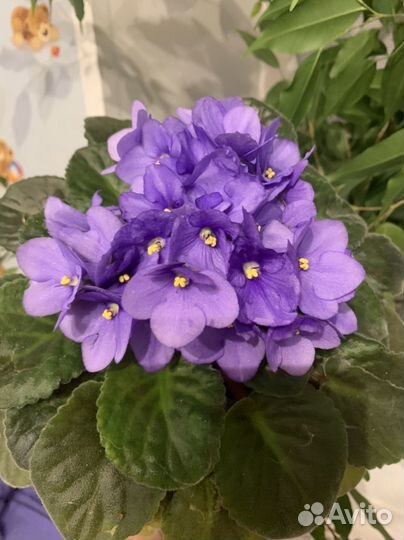 Фиалки разных уветов