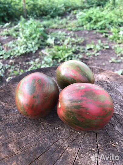 Семена редких томатов - Гномы