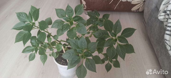 Бальзамин махровый