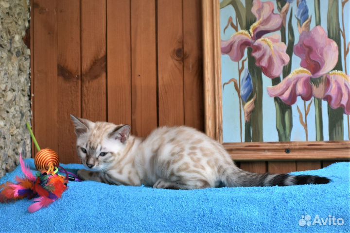 Снежная бенгальская кошка