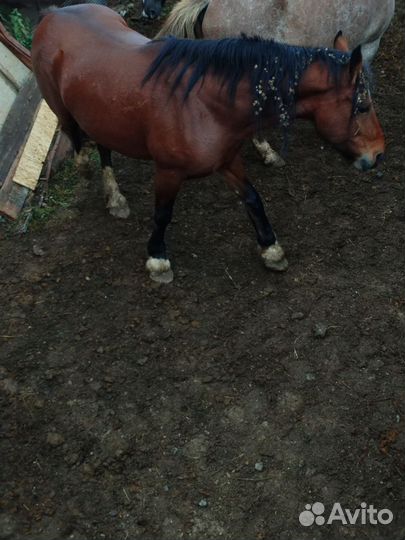 Крупные Кобылы