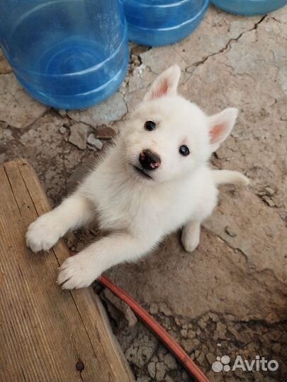 Продам щенков хаски