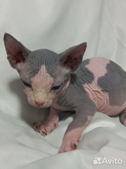 Канадский сфинкс