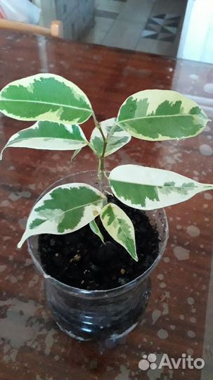 Домашние цветы