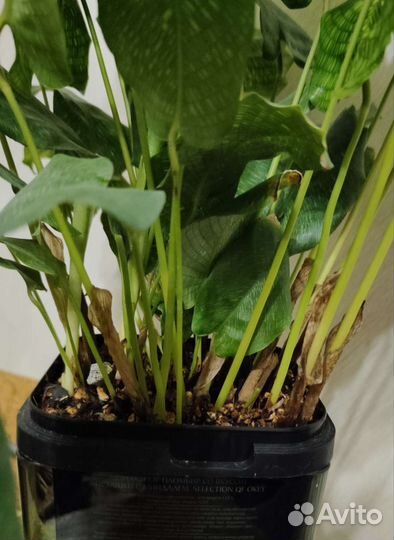 Калатея нетворк, пинстрайп взрослые