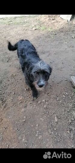 Девочка в добрые ручки